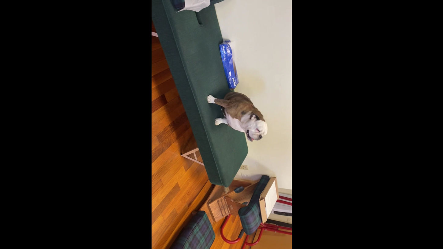 Rosie the Bulldog